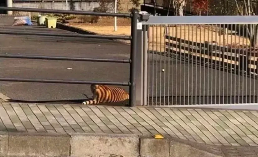  ???: 경찰서죠? 호랑이가 누워있는데요