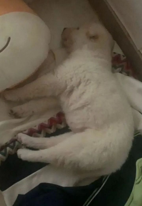 강아지가 너무 잡니다. 이유가 있을까요? | 인스티즈