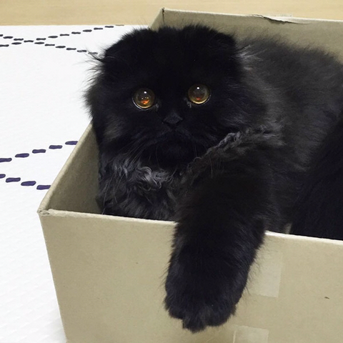 새까매서 눈만 보이는 게 매력인 검정 고양이 | 인스티즈