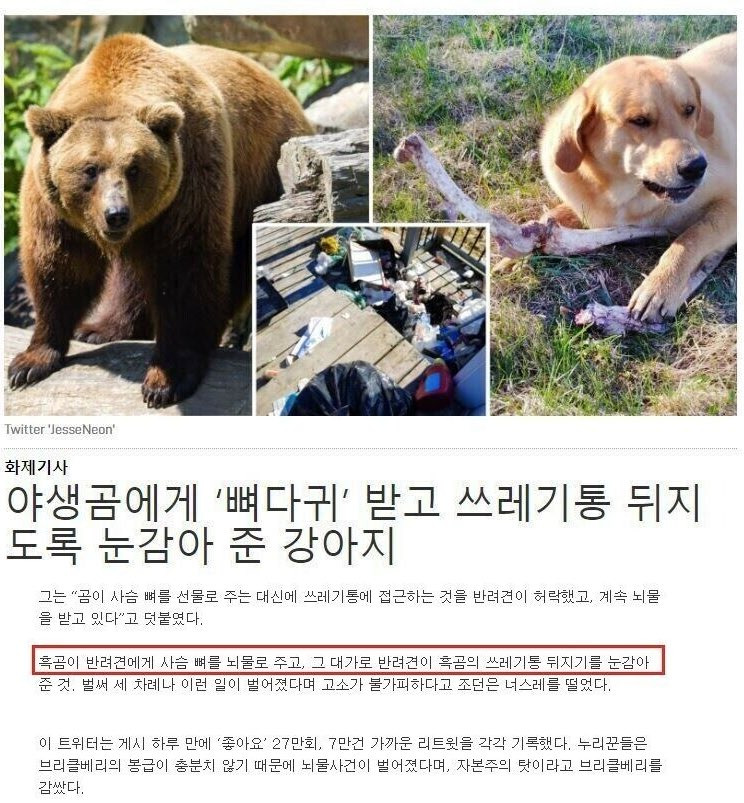 야생곰에게 '뼈다귀' 받고 쓰레기통 뒤지도록 눈감아 준 강아지 | 인스티즈