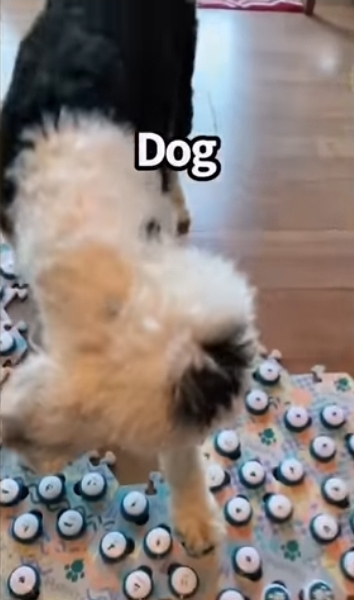 집사에게 예전에 개였냐고 물어보는 버니 🐶 | 인스티즈