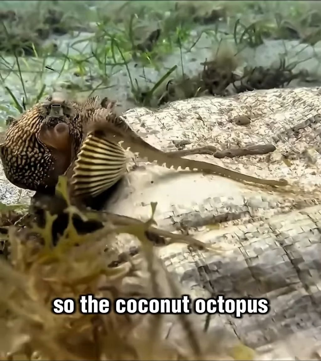 스파이하러 갔다가 찐친생김(feat. 🐙) | 인스티즈