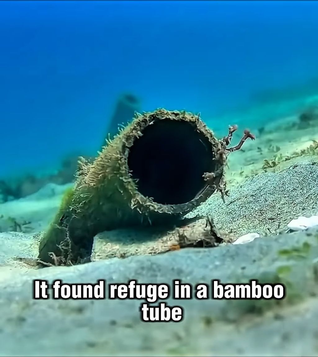 스파이하러 갔다가 찐친생김(feat. 🐙) | 인스티즈