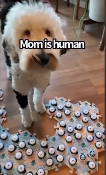 집사에게 예전에 개였냐고 물어보는 버니 🐶 | 인스티즈