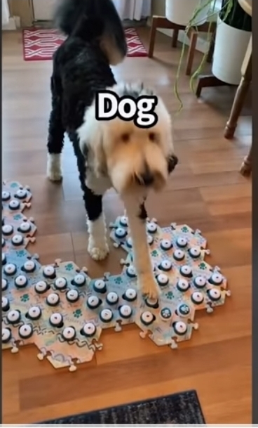 집사에게 예전에 개였냐고 물어보는 버니 🐶 | 인스티즈