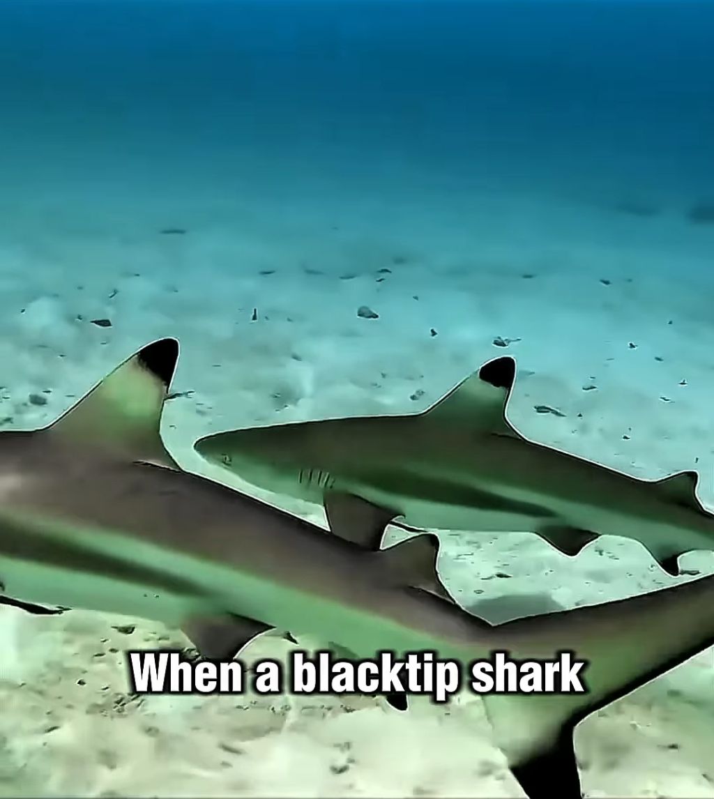 스파이하러 갔다가 찐친생김(feat. 🐙) | 인스티즈