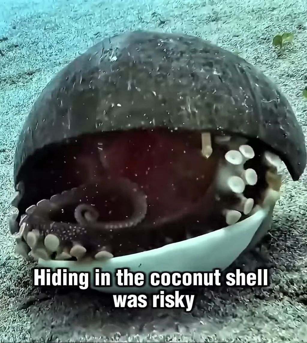 스파이하러 갔다가 찐친생김(feat. 🐙) | 인스티즈