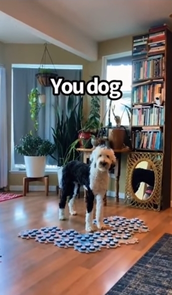 집사에게 예전에 개였냐고 물어보는 버니 🐶 | 인스티즈