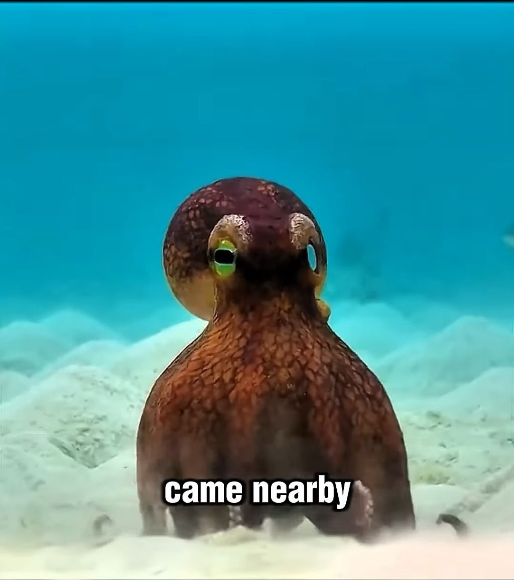 스파이하러 갔다가 찐친생김(feat. 🐙) | 인스티즈