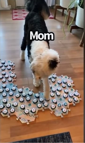 집사에게 예전에 개였냐고 물어보는 버니 🐶 | 인스티즈