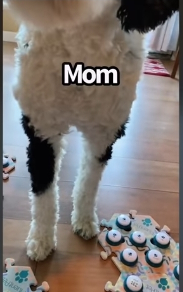 집사에게 예전에 개였냐고 물어보는 버니 🐶 | 인스티즈