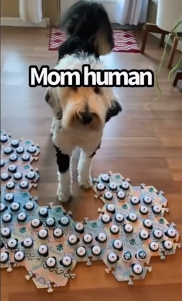 집사에게 예전에 개였냐고 물어보는 버니 🐶 | 인스티즈