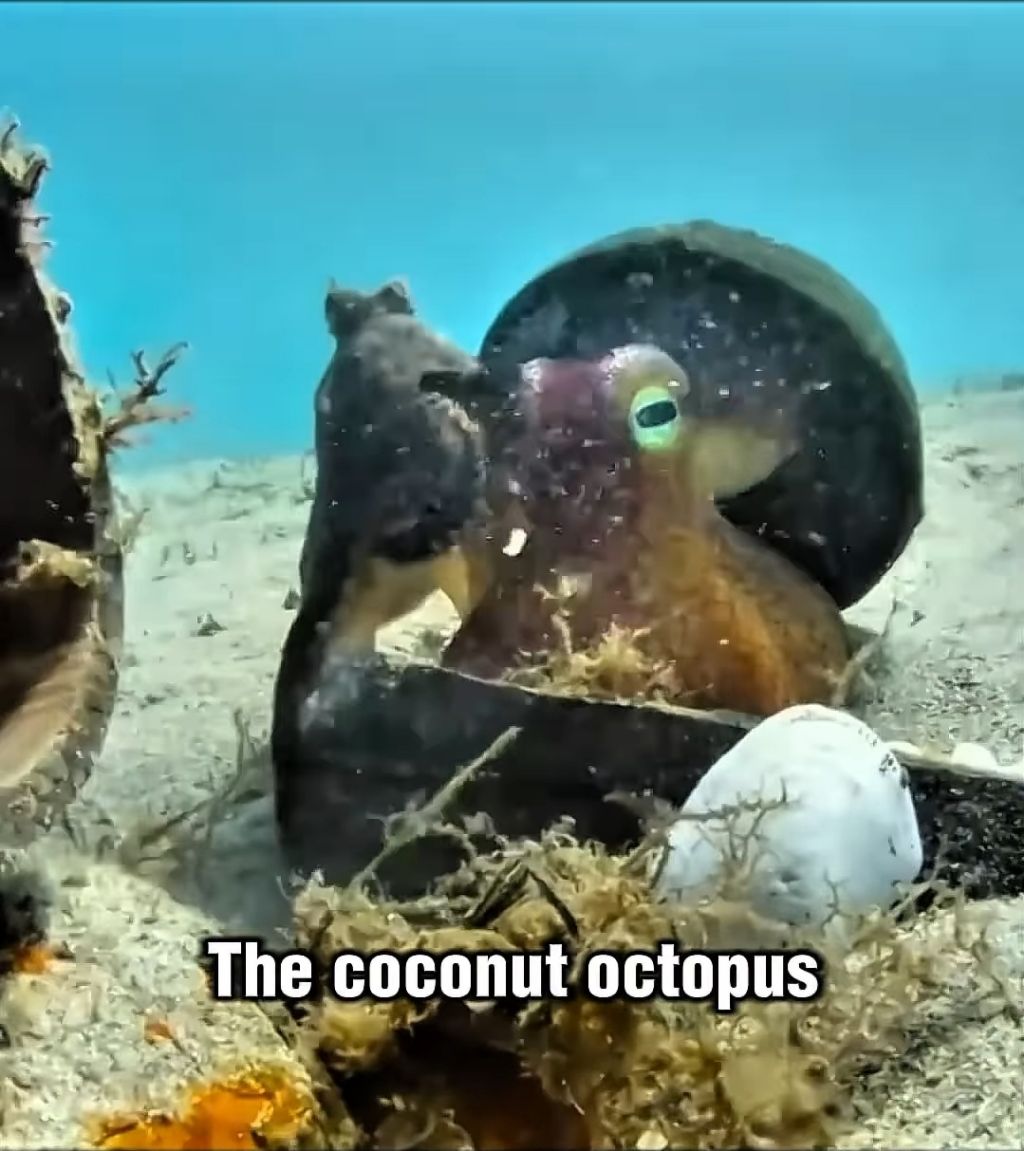 스파이하러 갔다가 찐친생김(feat. 🐙) | 인스티즈