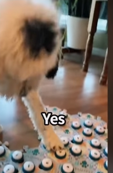 집사에게 예전에 개였냐고 물어보는 버니 🐶 | 인스티즈