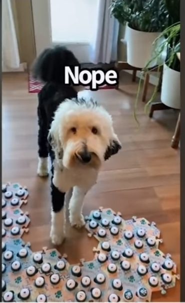 집사에게 예전에 개였냐고 물어보는 버니 🐶 | 인스티즈