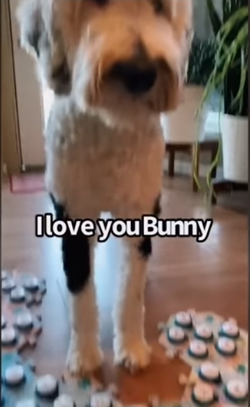 집사에게 예전에 개였냐고 물어보는 버니 🐶 | 인스티즈