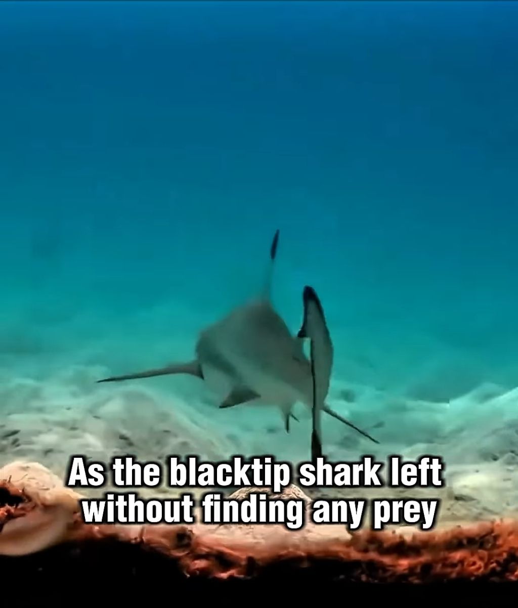 스파이하러 갔다가 찐친생김(feat. 🐙) | 인스티즈