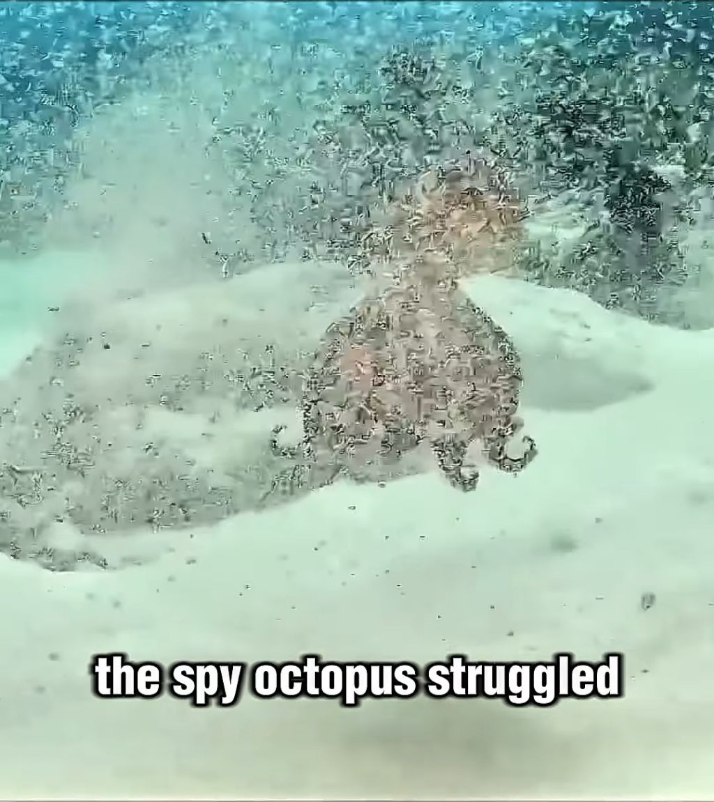 스파이하러 갔다가 찐친생김(feat. 🐙) | 인스티즈