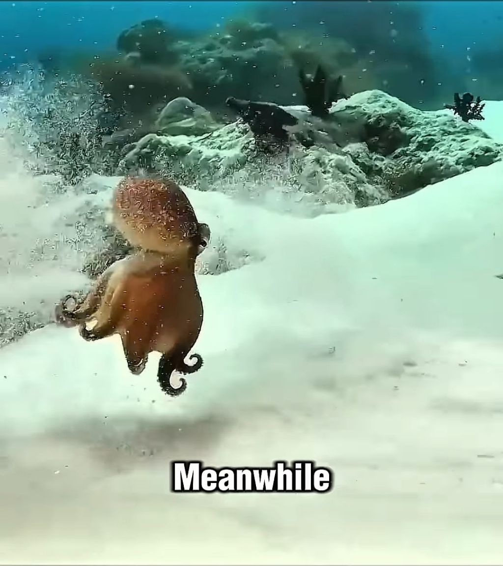 스파이하러 갔다가 찐친생김(feat. 🐙) | 인스티즈