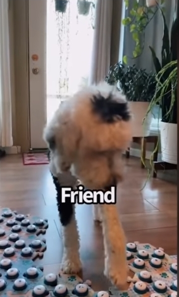 집사에게 예전에 개였냐고 물어보는 버니 🐶 | 인스티즈