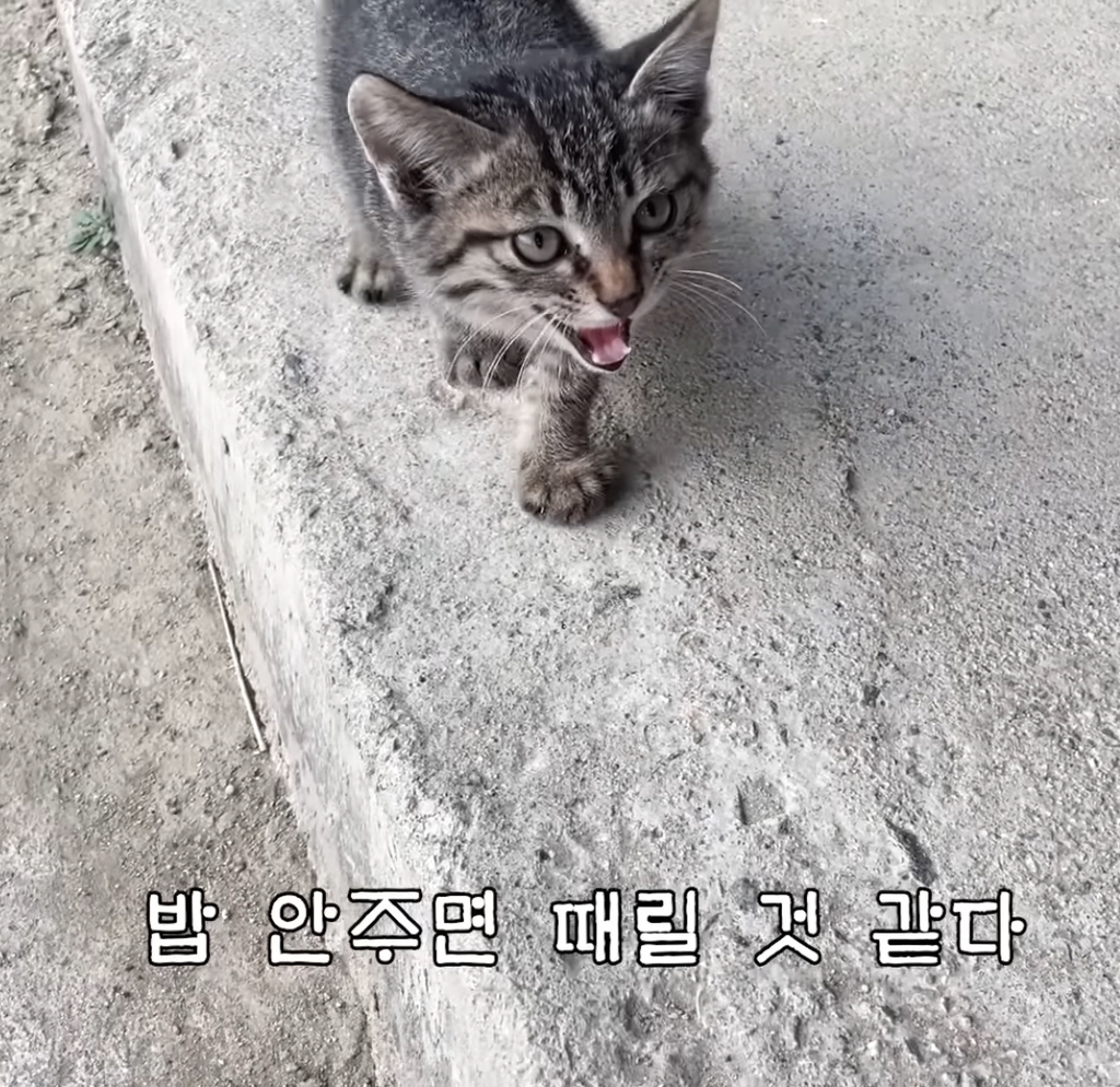 [haha ha] 이렇게 당돌한 놈은 처음이다(feat.사이렌 주의) | 인스티즈
