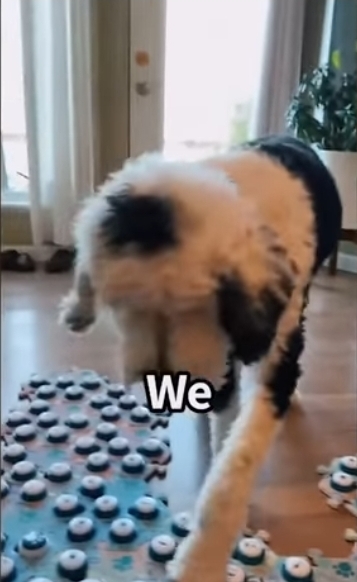 집사에게 예전에 개였냐고 물어보는 버니 🐶 | 인스티즈