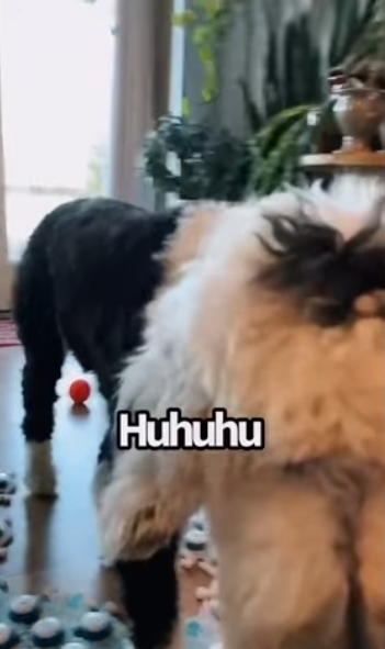 집사에게 예전에 개였냐고 물어보는 버니 🐶 | 인스티즈