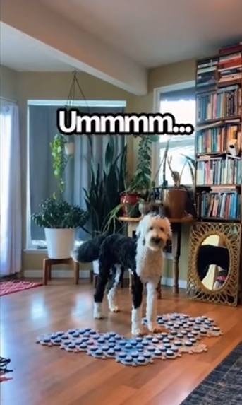 집사에게 예전에 개였냐고 물어보는 버니 🐶 | 인스티즈