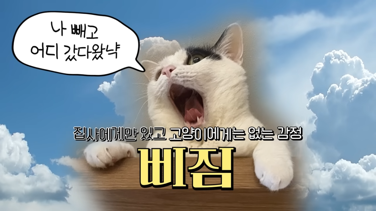 미야옹철-고양이는 집사를 사랑하지 않는다 | 인스티즈