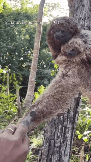 떨어진 새끼 나무늘보를 어미한테 돌려줬더니 | 인스티즈