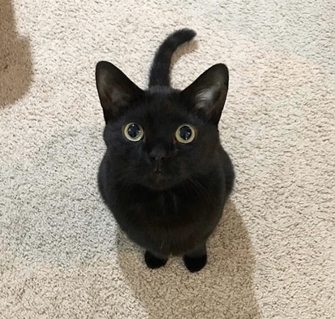 까만 고양이🌚 | 인스티즈