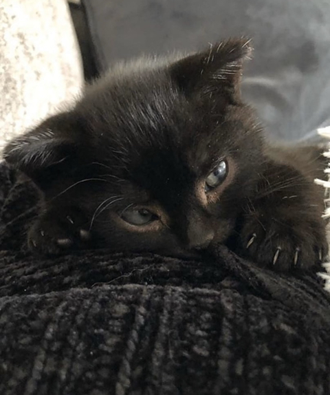 까만 고양이🌚 | 인스티즈