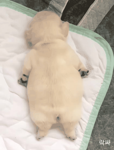  꿈꾸는 아기댕댕이