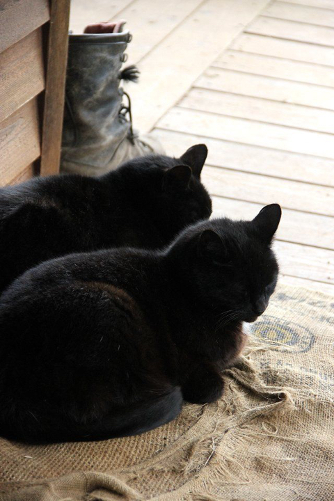 까만 고양이🌚 | 인스티즈