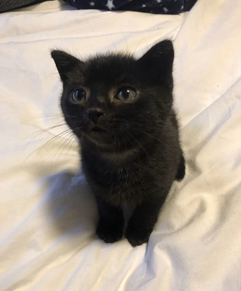 까만 고양이🌚 | 인스티즈