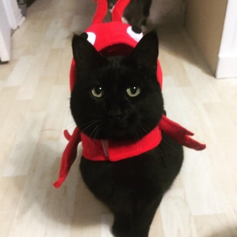 까만 고양이🌚 | 인스티즈