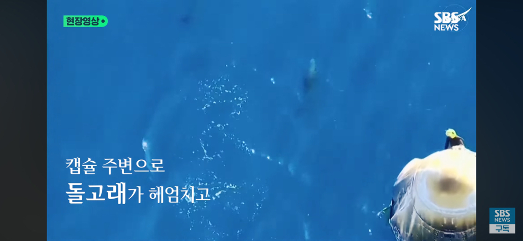 287일 만에 지구로 귀환한 우주비행사들을 환영해 주는 돌고래들🐬 | 인스티즈