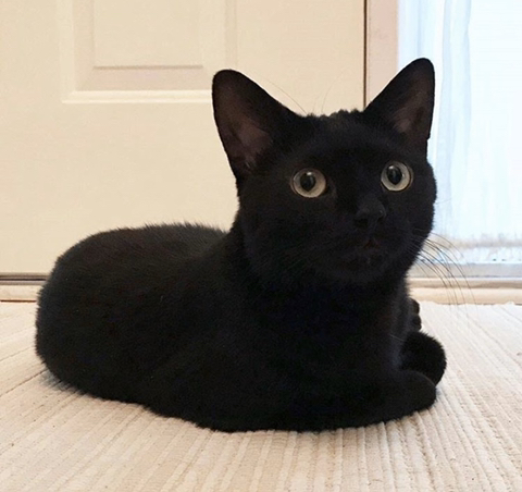 까만 고양이🌚 | 인스티즈