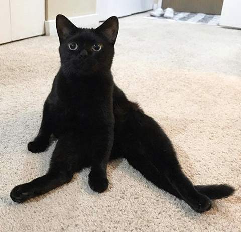 까만 고양이🌚 | 인스티즈