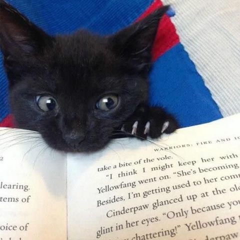 까만 고양이🌚 | 인스티즈