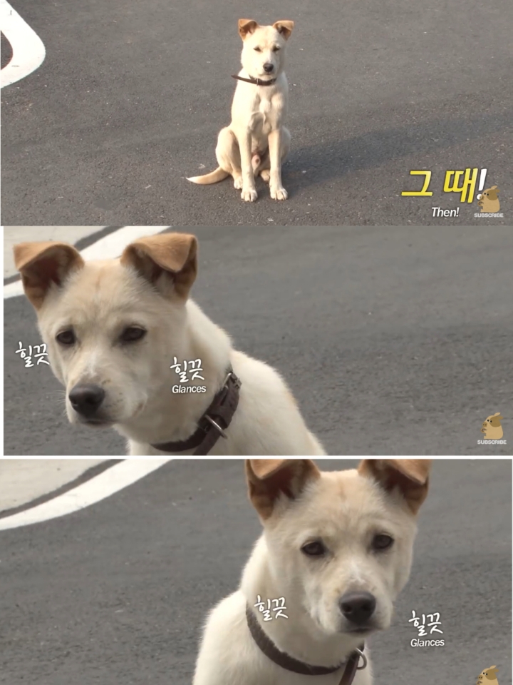집 나간후 아파트주차장에서 주인만 올려다보는 개 | 인스티즈
