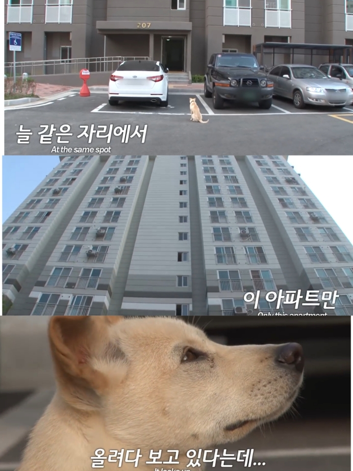 집 나간후 아파트주차장에서 주인만 올려다보는 개 | 인스티즈