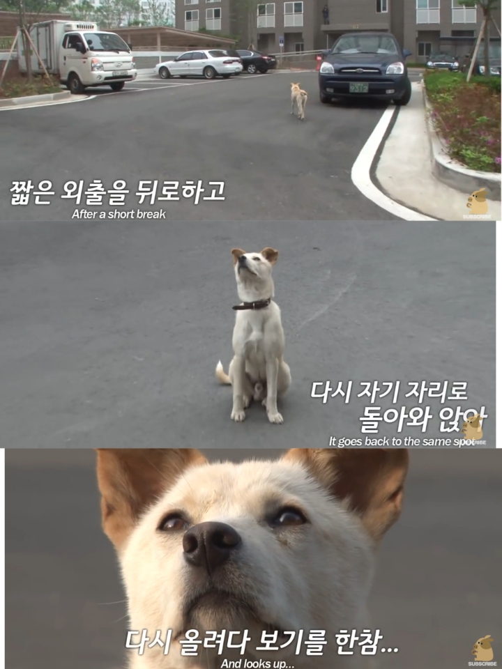 집 나간후 아파트주차장에서 주인만 올려다보는 개 | 인스티즈
