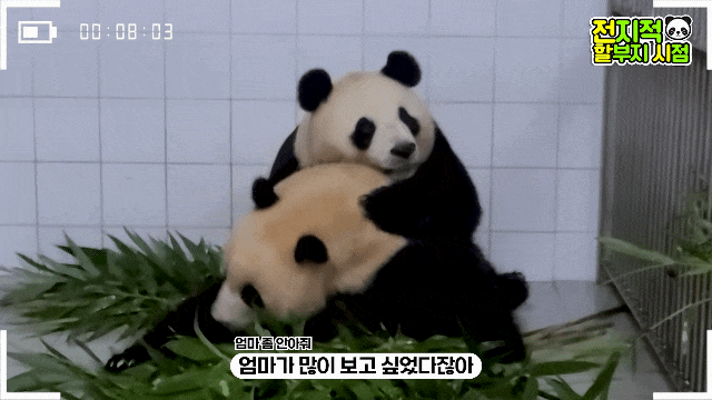 아이바오 사람같은 모먼트 🐼 | 인스티즈