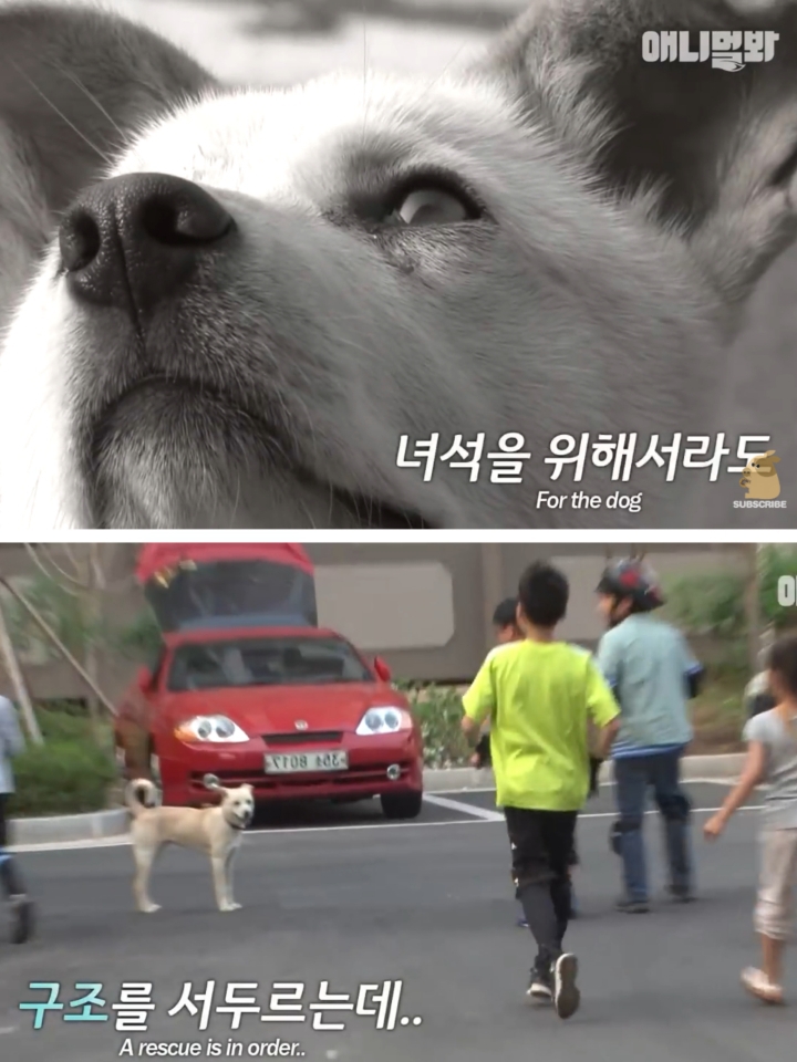 집 나간후 아파트주차장에서 주인만 올려다보는 개 | 인스티즈