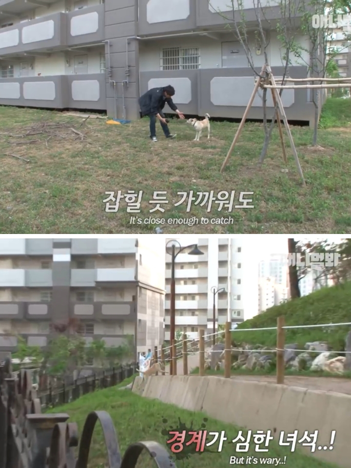 집 나간후 아파트주차장에서 주인만 올려다보는 개 | 인스티즈