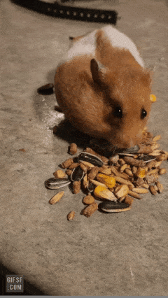 햄스터의 저장능력 | 인스티즈