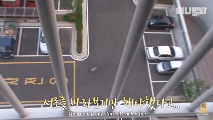 집 나간후 아파트주차장에서 주인만 올려다보는 개 | 인스티즈