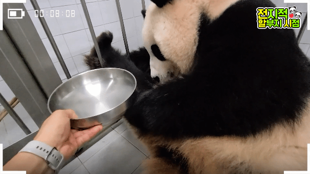 아이바오 사람같은 모먼트 🐼 | 인스티즈