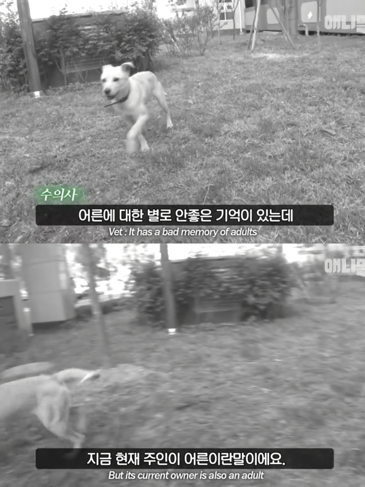 집 나간후 아파트주차장에서 주인만 올려다보는 개 | 인스티즈